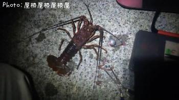 ꥬˡʾС