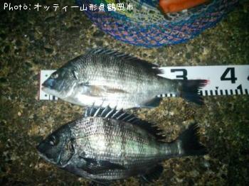 クロダイ