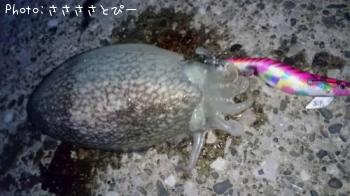 シリヤケイカ