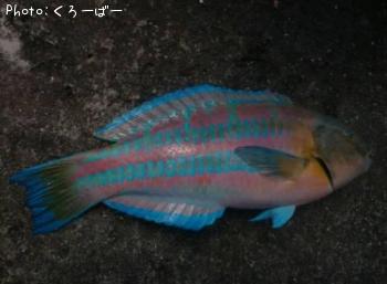 ニシキベラ