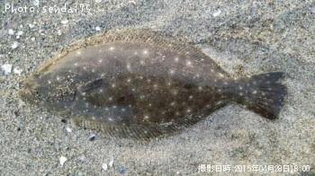 ヒラメ