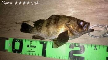 メバル