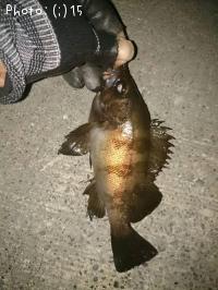 めばる