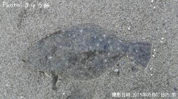 ヒラメ