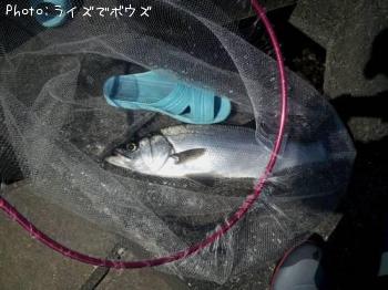 ヒラスズキ