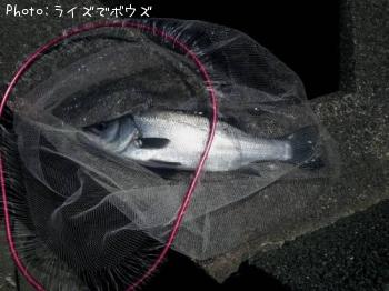 ヒラスズキ
