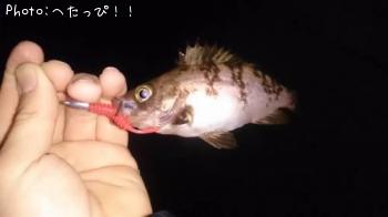 メバル