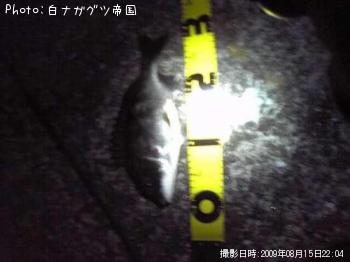 チヌ