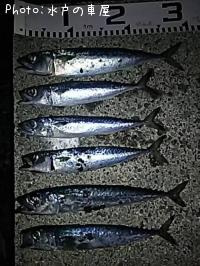 サバ