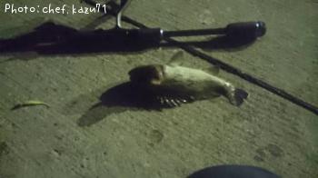 メバル