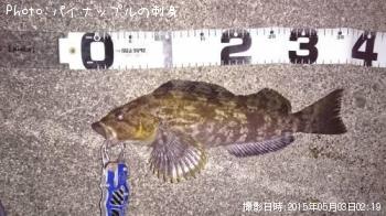 アイナメ