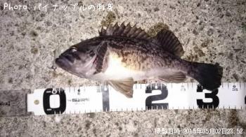 クロソイ