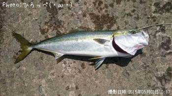 ワラサ