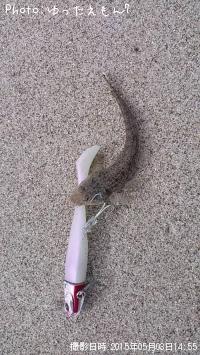 ޥ