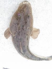 ޥ