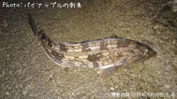 アイナメ