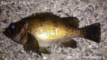 メバル