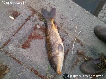 鯉