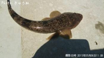 マゴチ