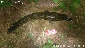 雷魚