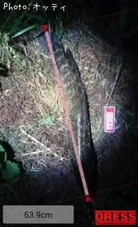 雷魚