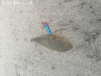 舌平目