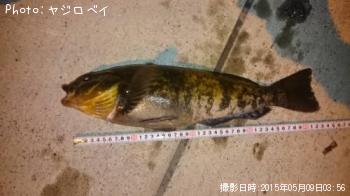 アイナメ