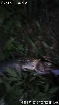 似鯉
