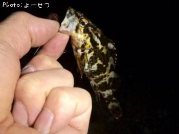タケノコメバル