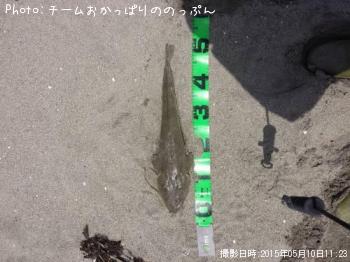 マゴチ