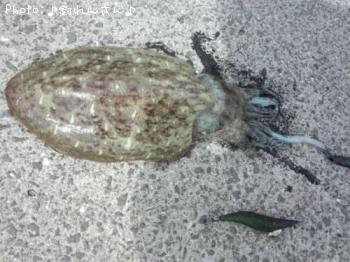 甲烏賊
