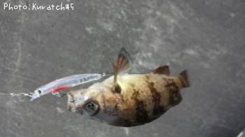 メバル