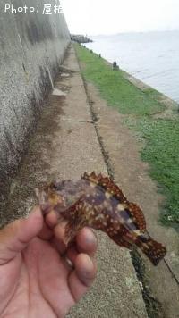 カサゴ