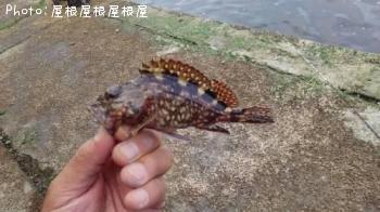 カサゴ