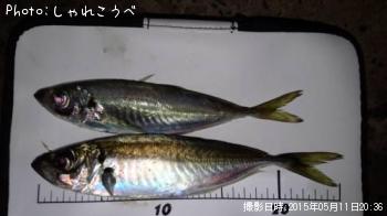 アジ