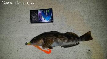 アイナメ