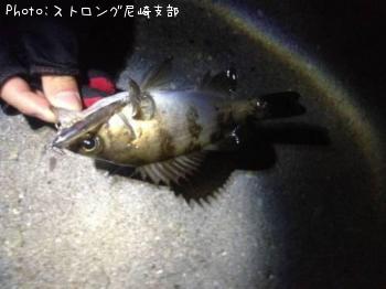 メバル