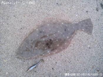 ヒラメ