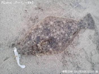 ヒラメ