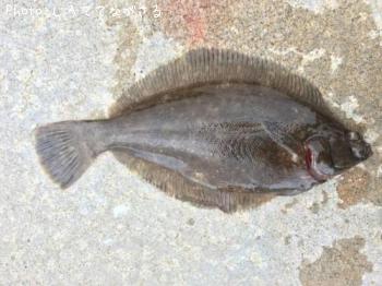 カレイ