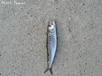 イワシ