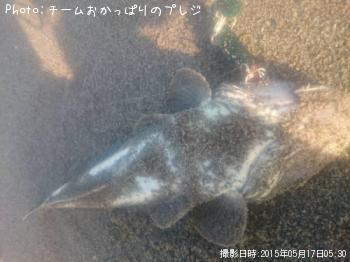 マゴチ