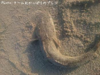 マゴチ