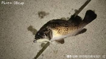 クロソイ