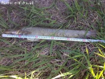ナマズ