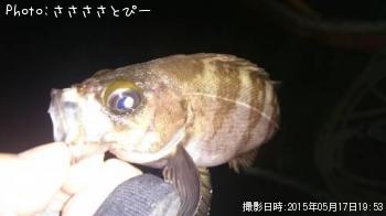 メバル