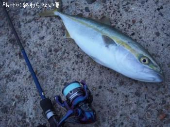 イナダ