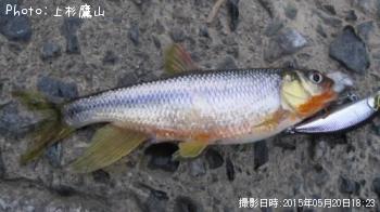 かわむつ