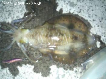 水烏賊
