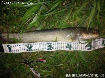 ナマズ